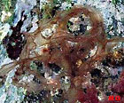 photo de porphyre tacheté de blanc, Porphyra leucosticta Chthamalus depresus
